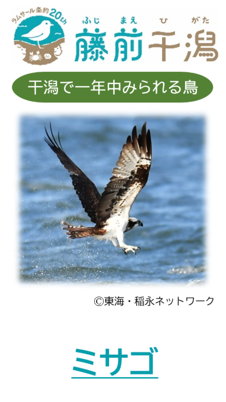 壁紙(干潟で一年中みられる鳥　ミサゴ）1,334×750（スマートフォン用）