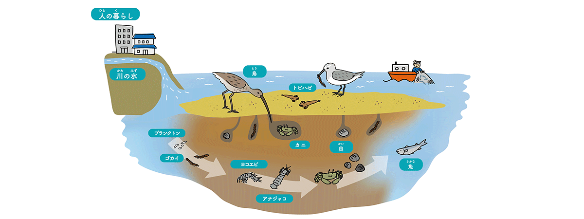 干潟の生態系、食物連鎖の図